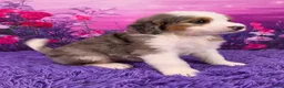 Mini Bernedoodle dogs for sale: Snorkel - Ad 2