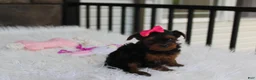 Yorkiepoo dogs for sale: Ella  - Ad 10