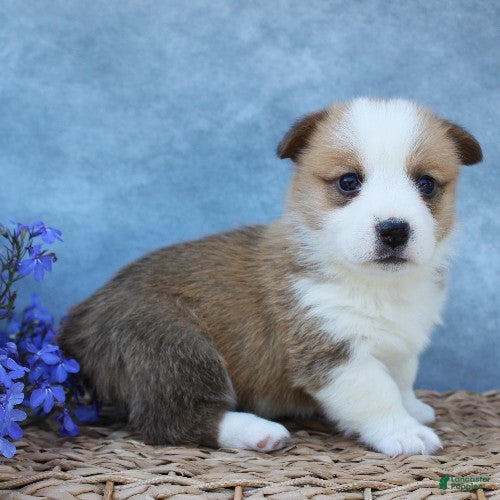 Welsh Corgi Pembroke dogs Gouda - Ad 2