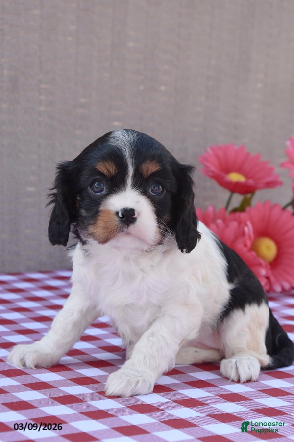 Cavalier King Charles Spaniel dogs Bella - Ad 2