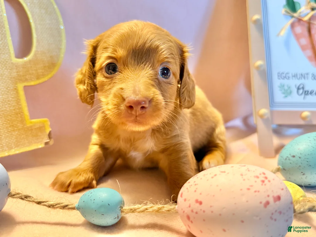 Dachshund dogs for sale: Daisy  - Ad 4