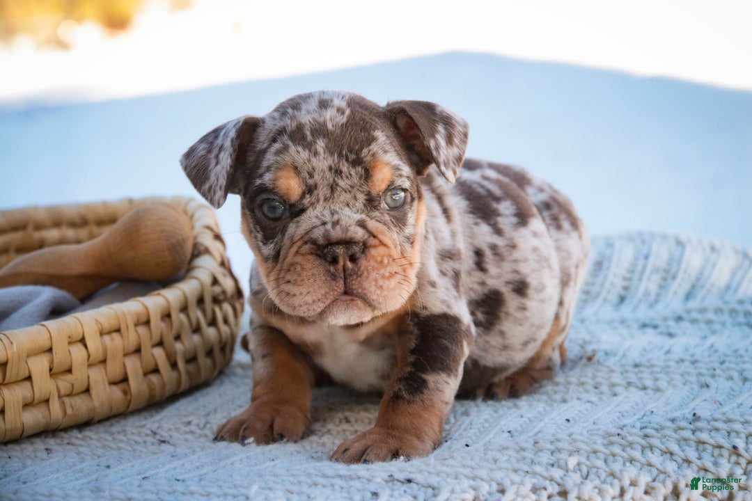 English Bulldog dogs for sale: Gaston - Ad 3