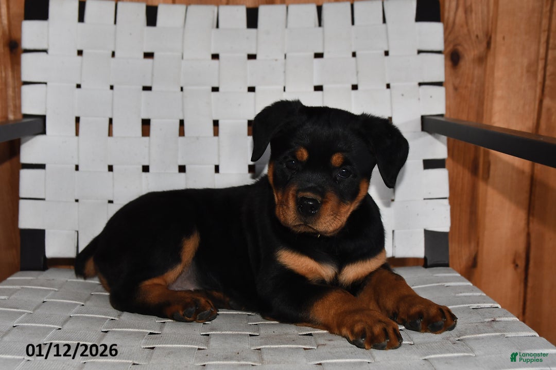 Rottweiler dogs for sale: Bella   - Ad 2