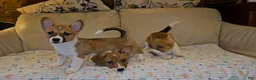 Mixed Breed dogs for sale: Athena - Ad 17