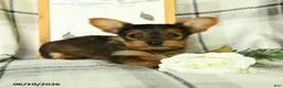 Yorkshire Terrier dogs for sale: Vekaya - Ad 3