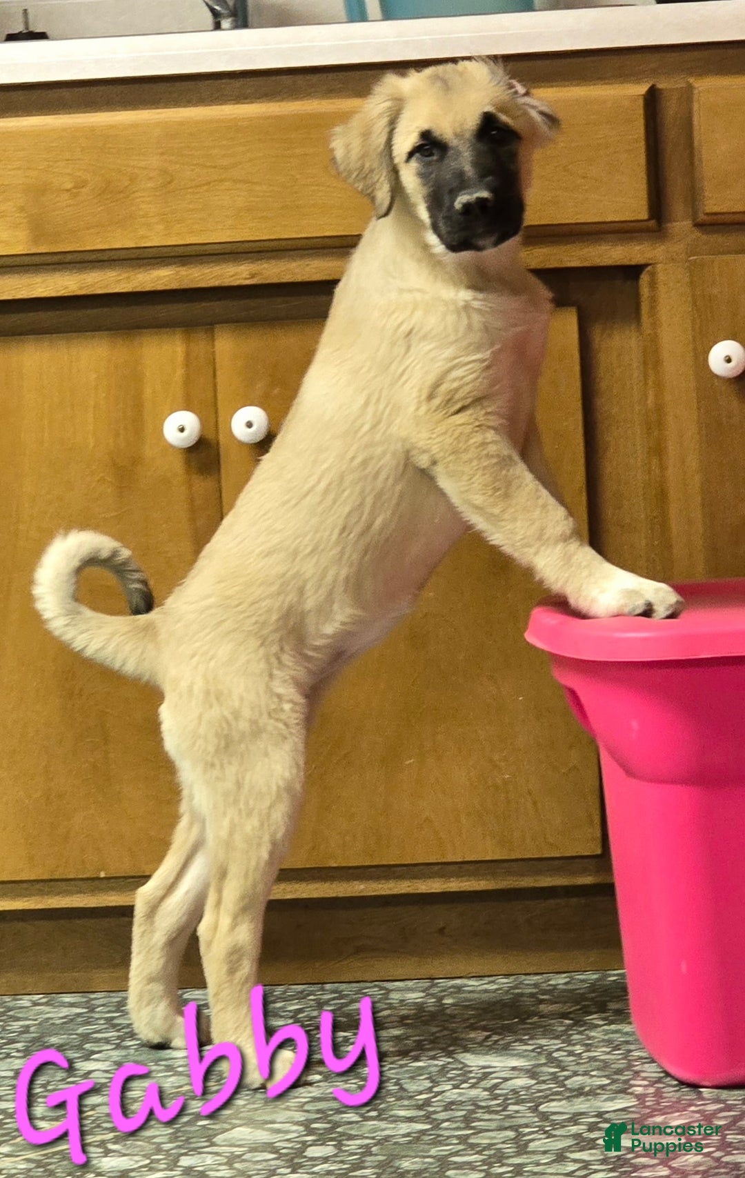 Mixed Breed dogs for sale: 🎄 Maisey - Ad 4