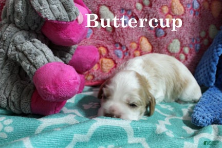 Cocker Spaniel dogs Buttercup - Ad 2