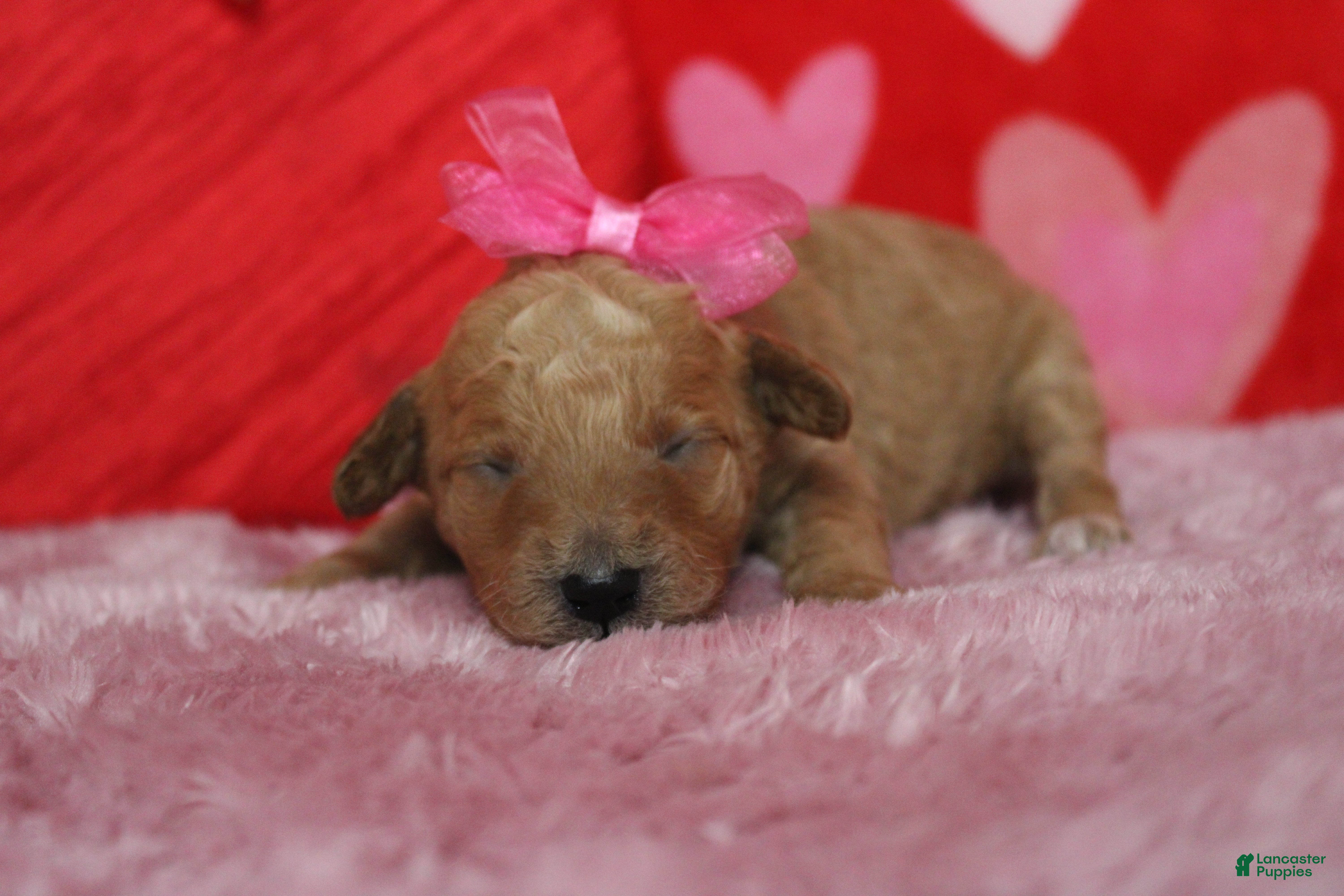 Goldendoodle dogs Shasta  - Ad 25