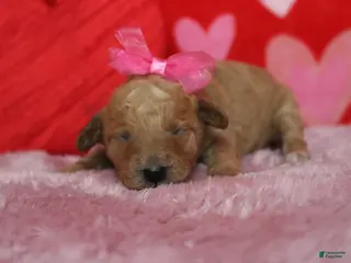 Goldendoodle dogs Shasta - Ad 25