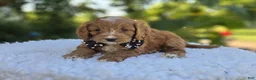 Cavapoo dogs for sale: Frankie - Ad 3