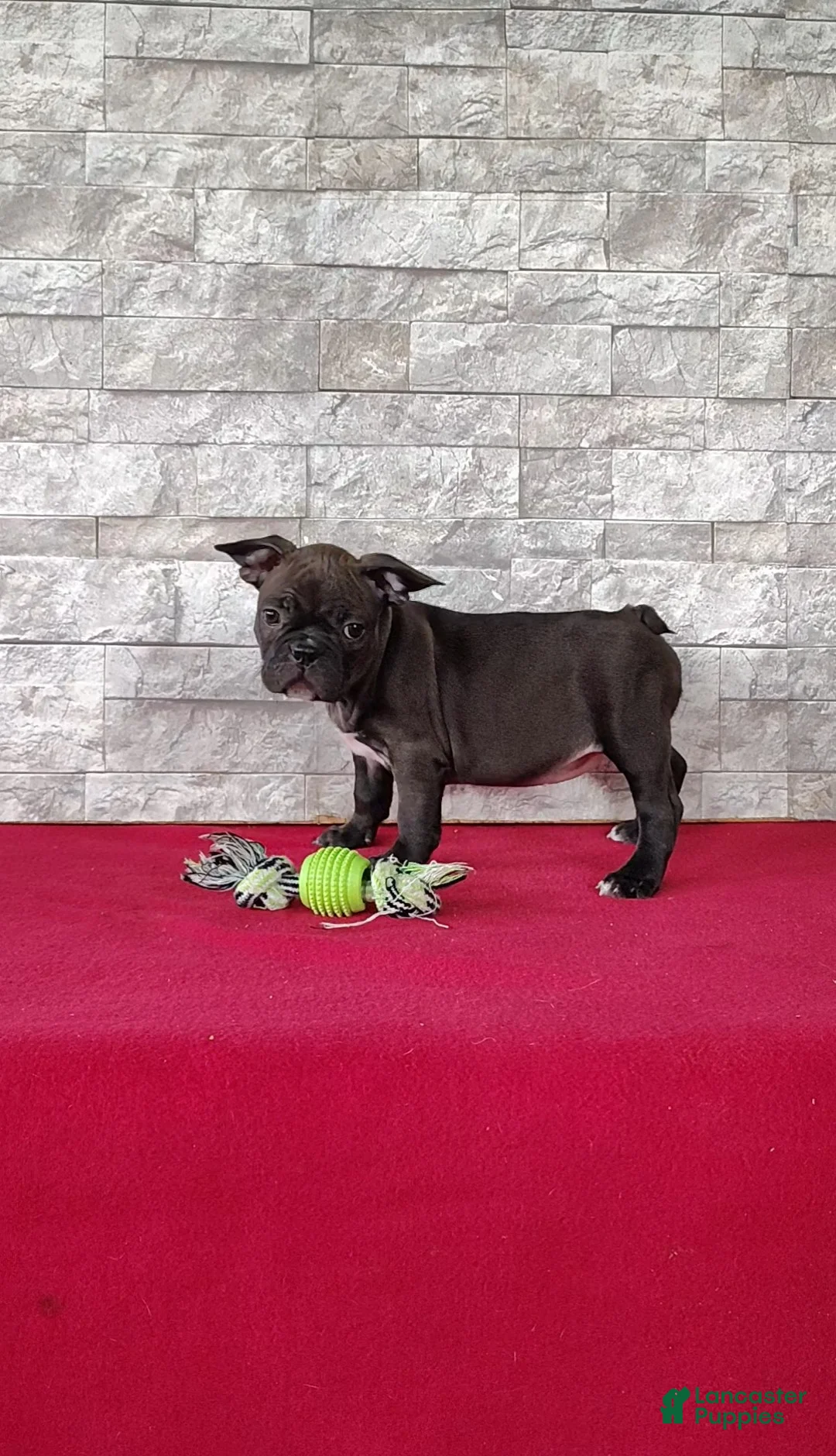 Mixed Breed dogs for sale: Abby - Ad 1