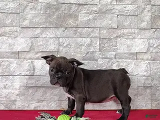 Mixed Breed dogs for sale: Abby - Ad 2
