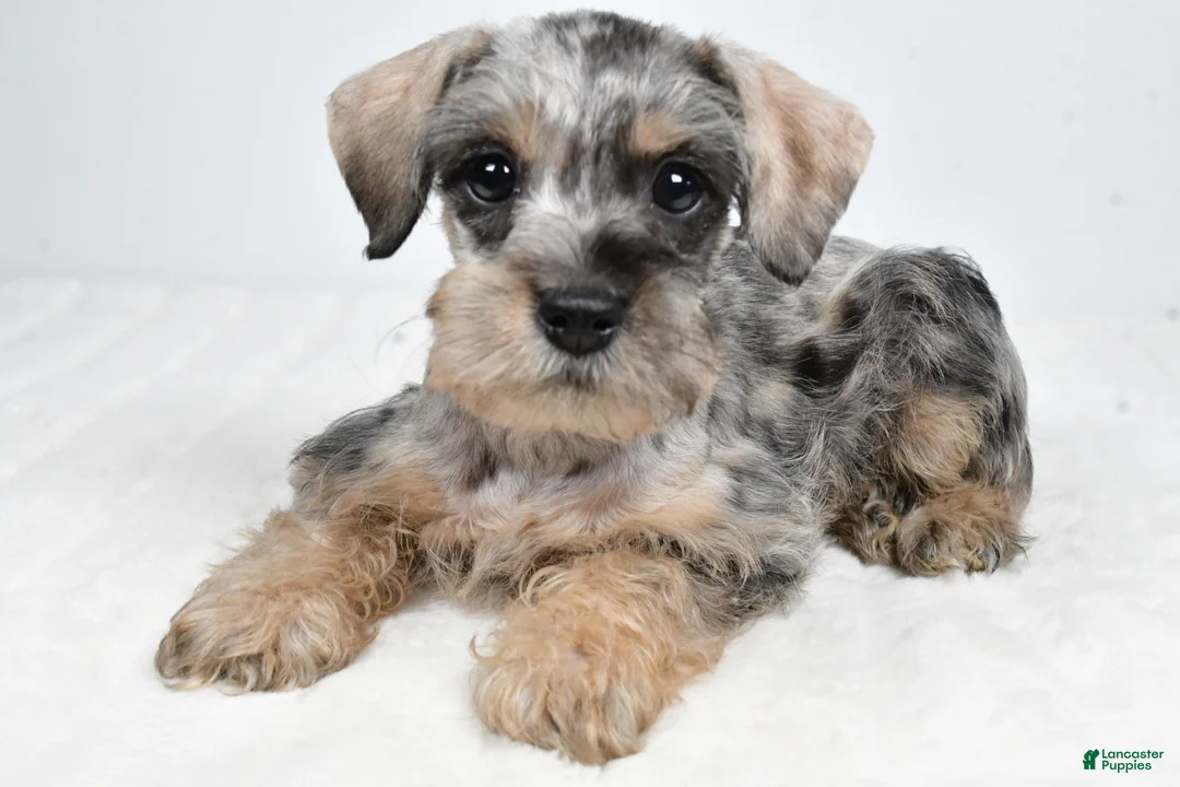Schnoodle dogs for sale: Merri - Ad 1