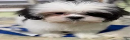 Shih Tzu dogs for sale: Tisha  - Ad 1
