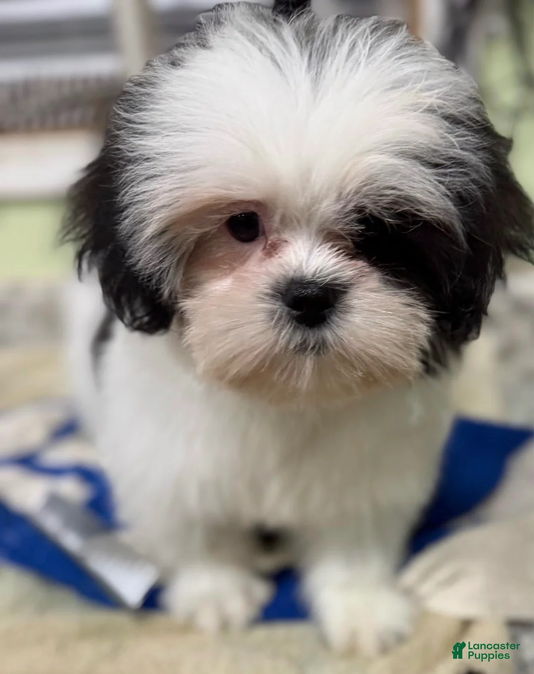 Shih Tzu dogs for sale: Tisha  - Ad 1