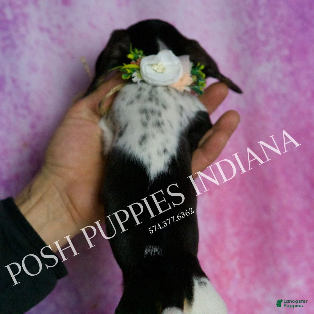 Miniature Dachshund dogs for sale: Dottie - Ad 5