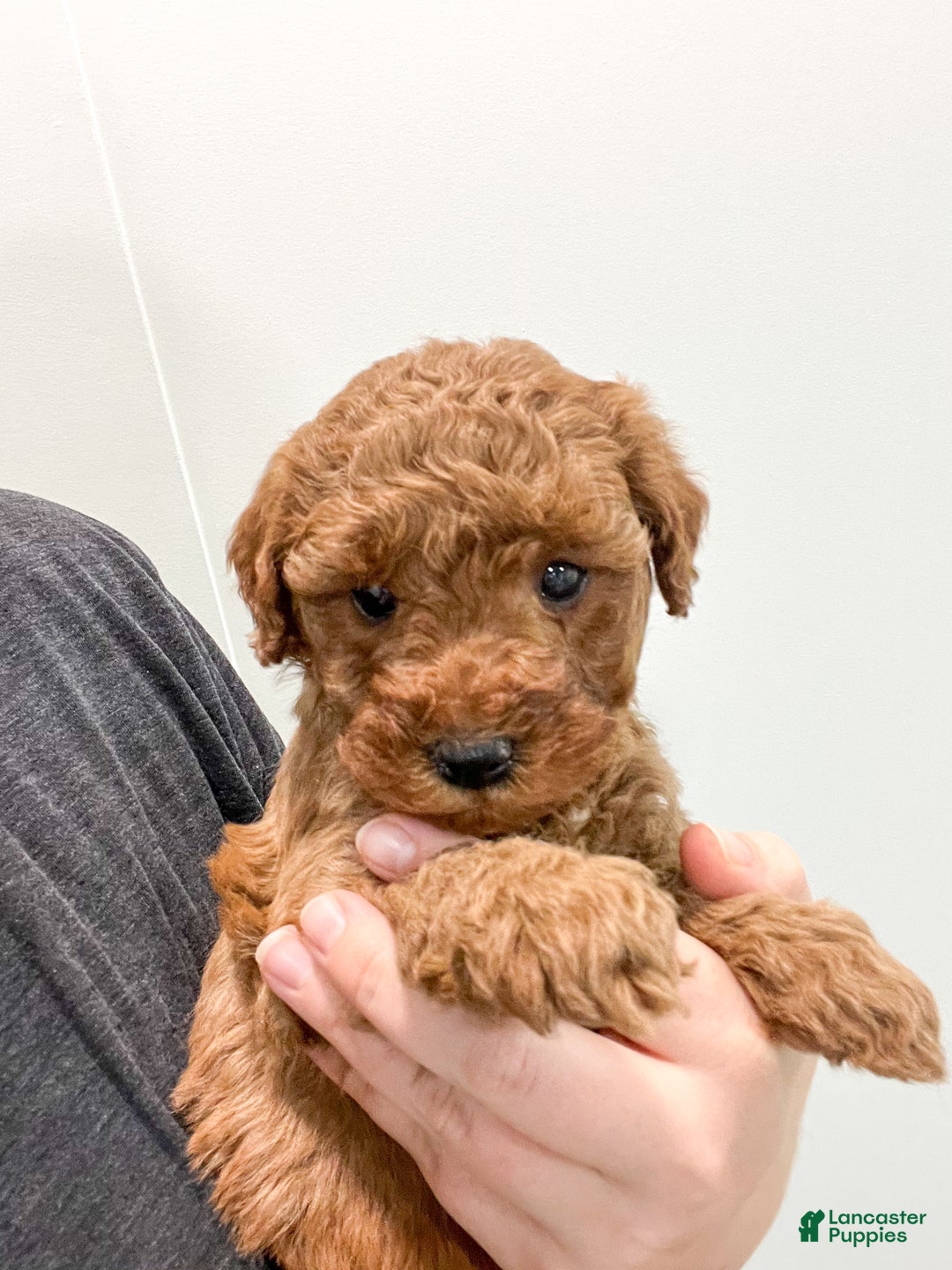 Mini Goldendoodle dogs for sale: Sage - Ad 6