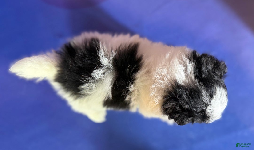Pomapoo dogs for sale: Cruella - Ad 6