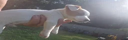 Jack Russell Terrier dogs for sale: Jack Russell Terrier Puppy 2 - Ad 7