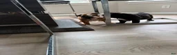 English Bulldog dogs for sale: English Bulldog 1 - Ad 5