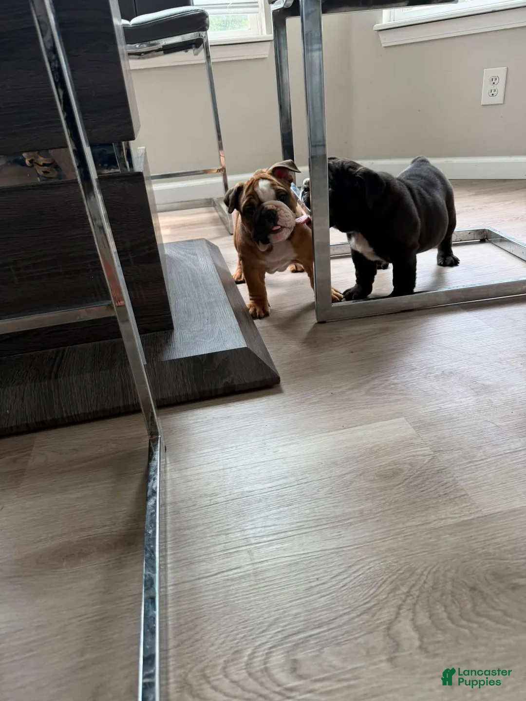 English Bulldog dogs for sale: English Bulldog 1 - Ad 5