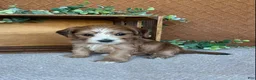 Havanese dogs for sale: Boomer - Ad 9