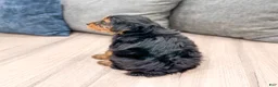 Yorkshire Terrier dogs for sale: Louie - Ad 5