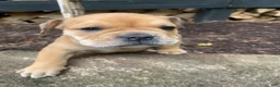 Mixed Breed dogs for sale: Layla - Ad 2