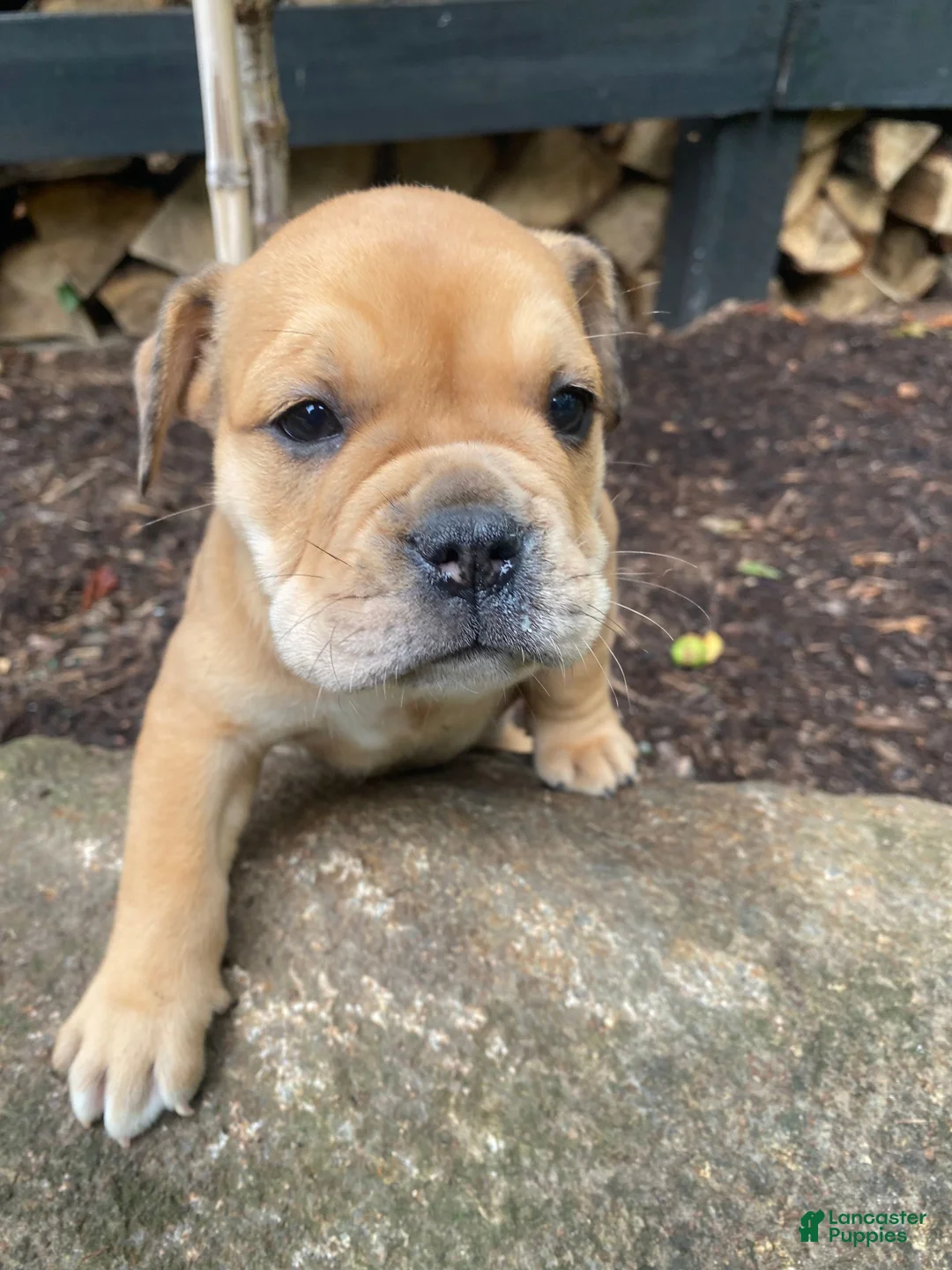 Mixed Breed dogs for sale: Layla - Ad 2