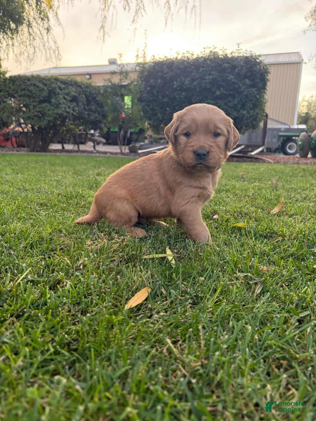 Golden Retriever dogs for sale: Red Boy Ranger - Ad 1