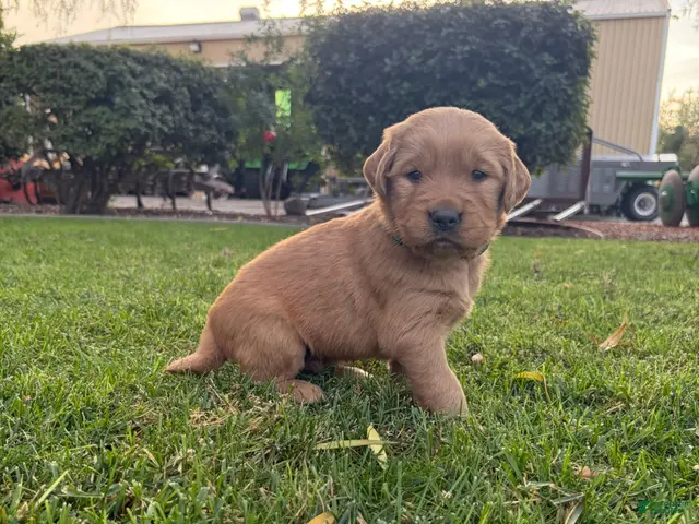 Golden Retriever dogs for sale: Red Boy Ranger - Ad 28