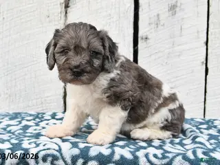 Cockapoo dogs for sale: Sally - Ad 1