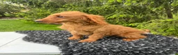 Mini Goldendoodle dogs for sale: Lucy - Ad 2