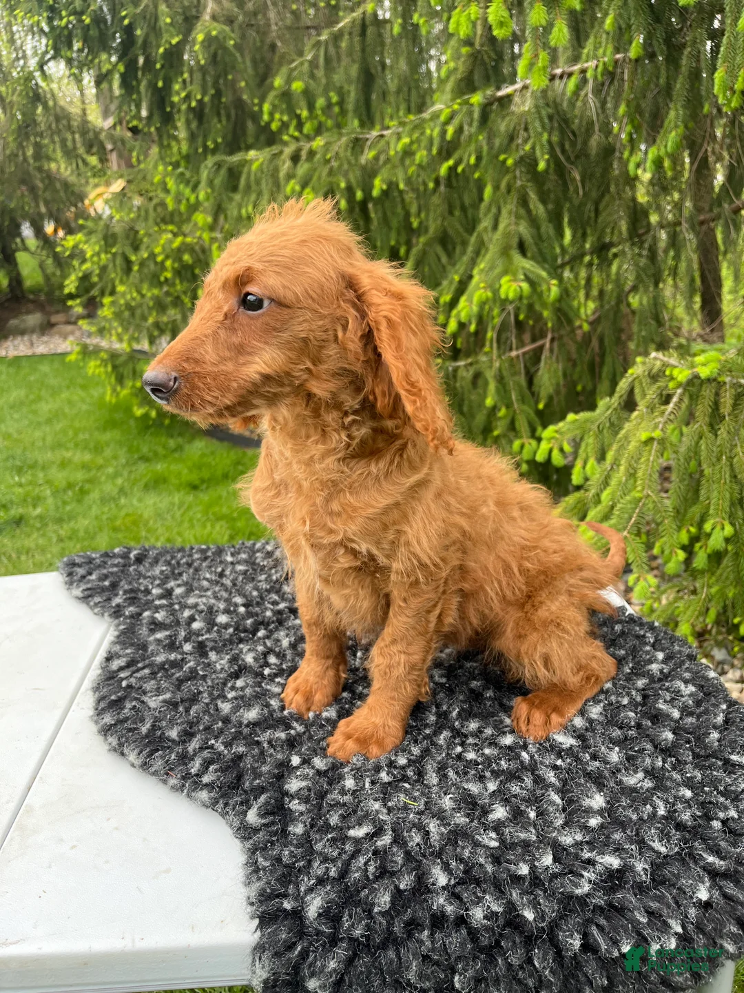 Mini Goldendoodle dogs for sale: Lucy - Ad 2