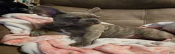 French Bulldog dogs for sale: Sadie  - Ad 18
