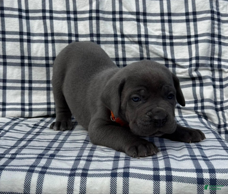 Cane Corso dogs for sale: Cane Corso Orange Collar - Ad 1