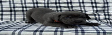 Cane Corso Orange Collar