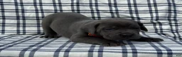 Cane Corso dogs for sale: Cane Corso Orange Collar - Ad 1