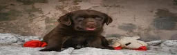 Labrador Retriever dogs for sale: Brooke - Ad 8