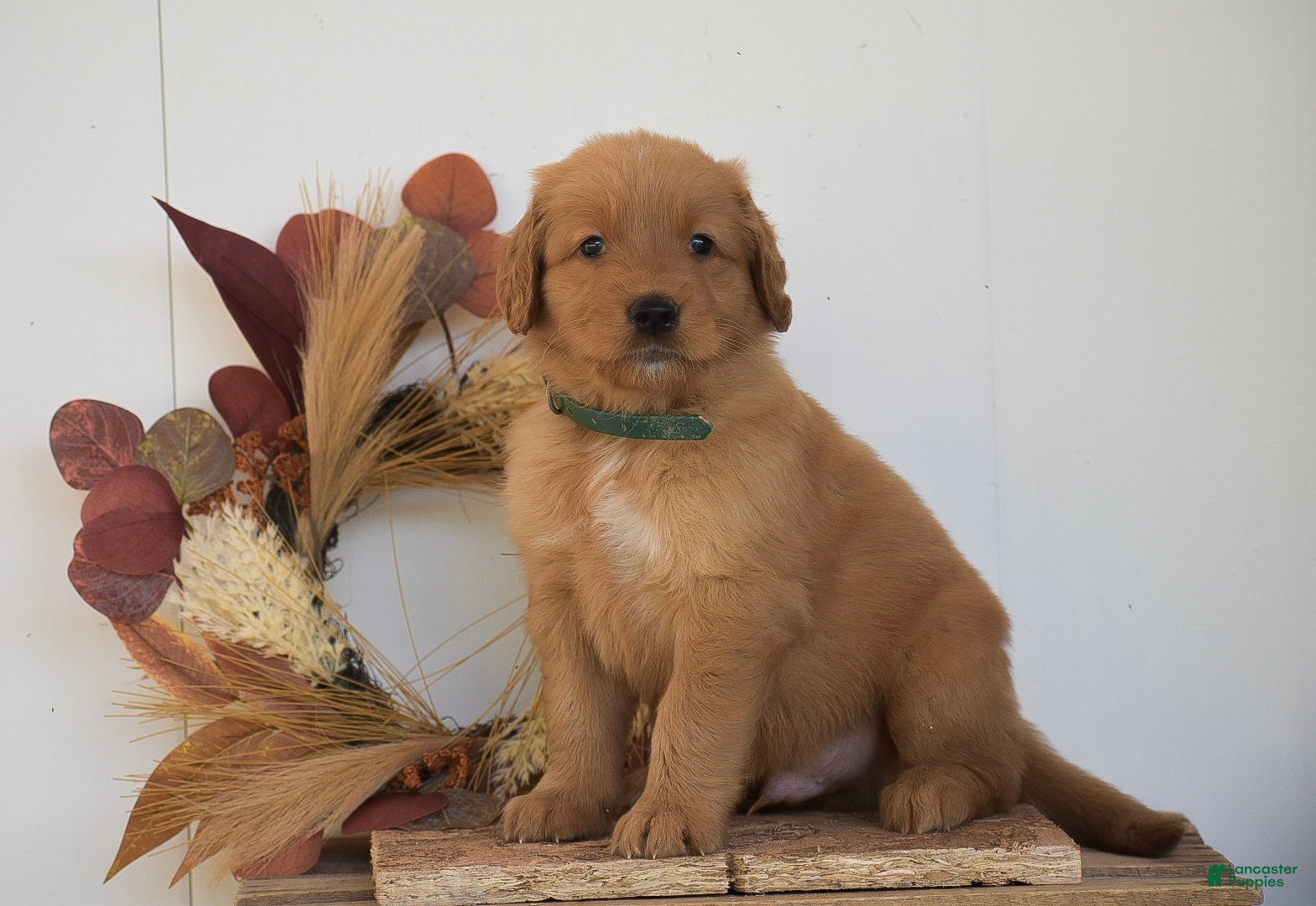 Golden Retriever dogs Kylan - Ad 1