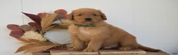Golden Retriever dogs for sale: Kylan - Ad 1