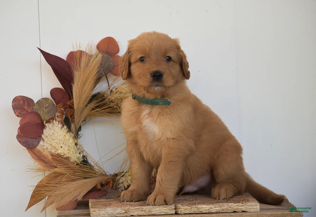Golden Retriever dogs for sale: Kylan - Ad 1