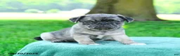 Pug dogs for sale: Amelia - Ad 3