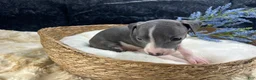 Italian Greyhound dogs for sale: Italian Greyhound 2 - Ad 7