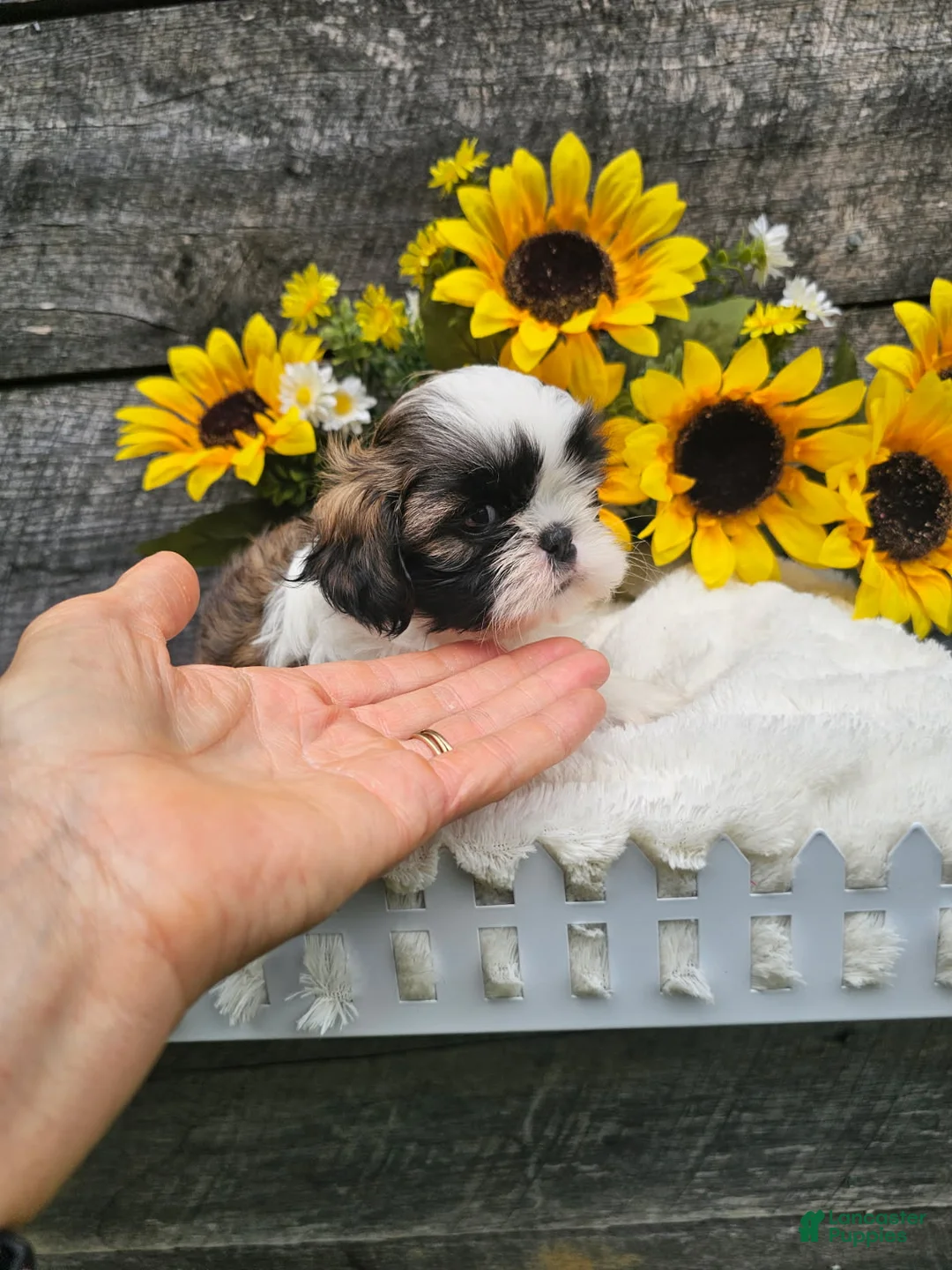 Shih Tzu dogs for sale: Marco - Ad 2