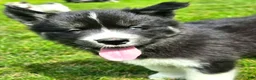Mixed Breed dogs for sale: Doc - Ad 13