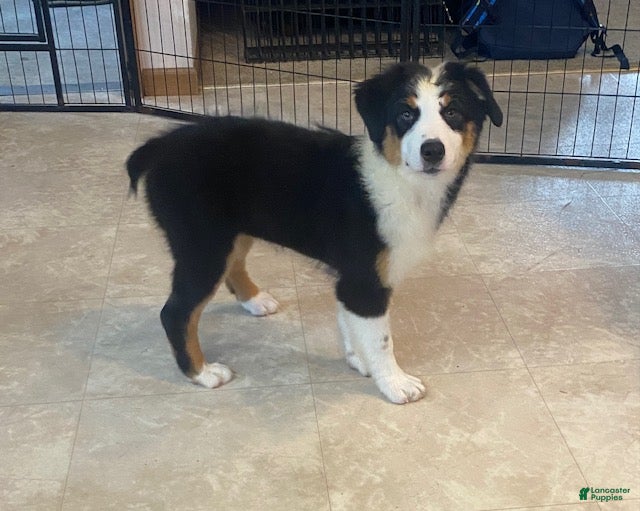 Australian Shepherd dogs River - Ad 1