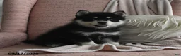Pomsky dogs for sale: Bella   - Ad 3