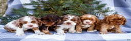 Cocker Spaniel dogs for sale: Tony - Ad 12