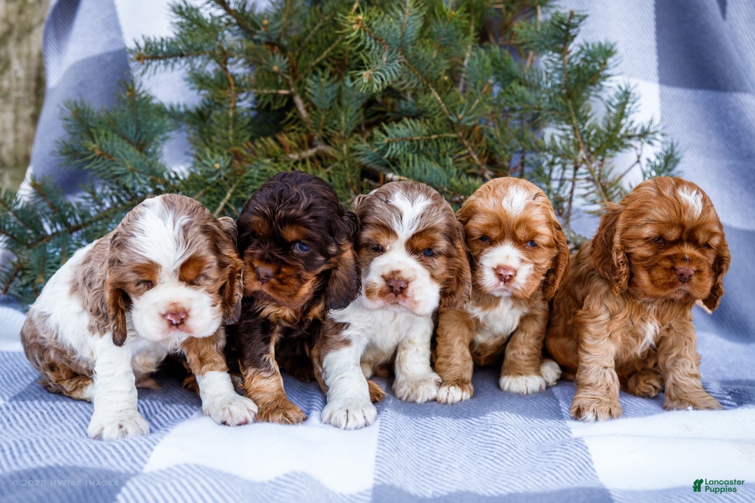 Cocker Spaniel dogs for sale: Tony - Ad 12
